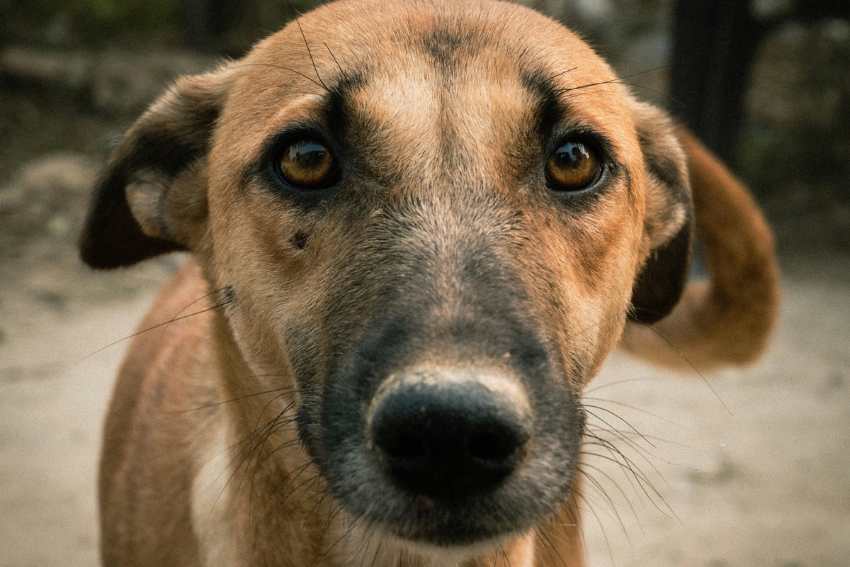 Imagem colorida de cachorro caramelo - Metrópoles