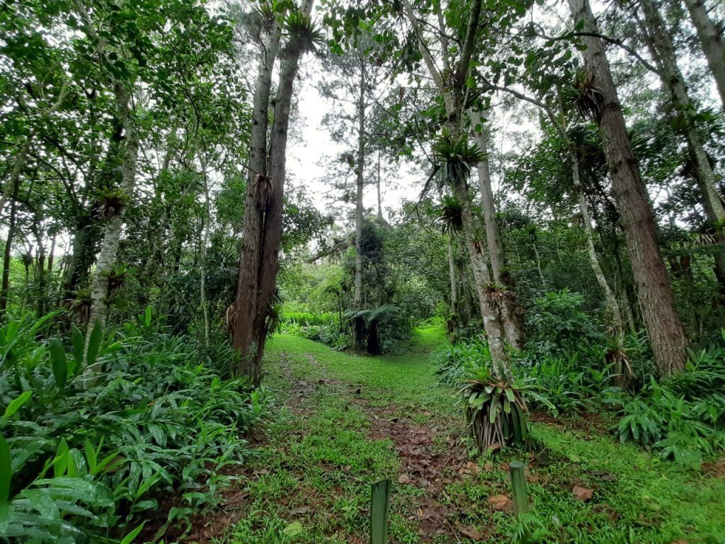 Biodiversidade: jovens de SP têm até 25 de outubro para se inscrever em intercâmbio virtual com o Japão