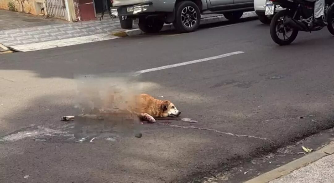 Cachorro morre após ser atropelado por caminhão próximo à Praça da Matriz em Fernandópolis