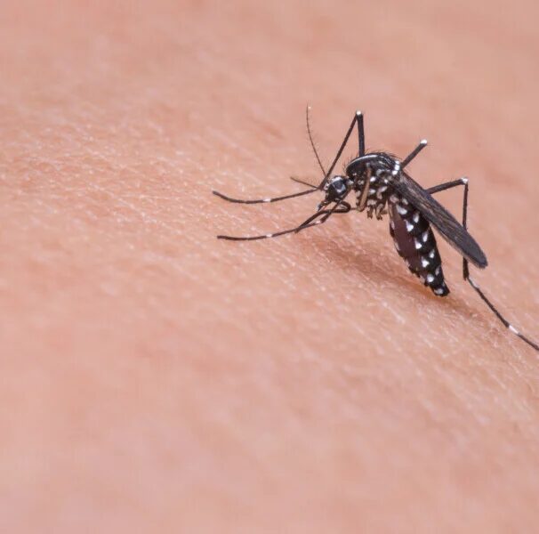 Fernandópolis registra queda expressiva nos casos de dengue em 2026 após período de emergência