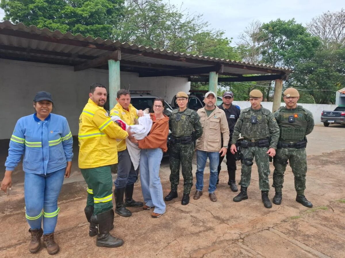 Filhote de anta resgatado em canavial passa por cirurgia e ganha peso em abrigo especializado