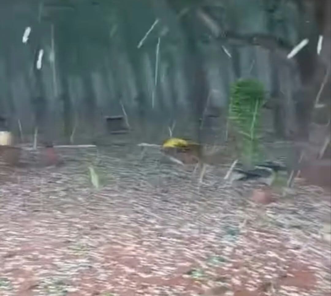 Forte chuva de granizo destelha casas e destrói plantações na região de Jales