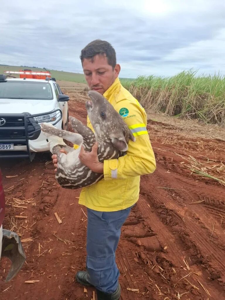 Fundação Florestal resgata filhote de anta no oeste paulista