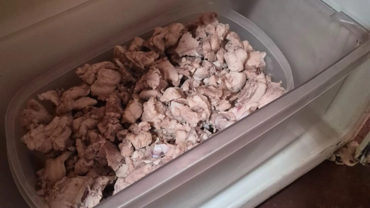 Homem é multado por matar jacaré e armazenar 4,7 kg de carne em geladeira