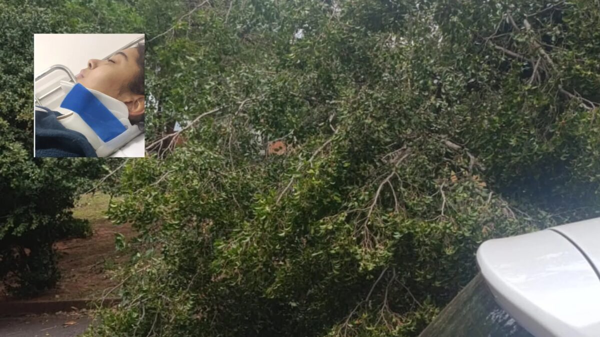Mãe e adolescente atingidas por árvore que caiu durante ventania lembram desespero: 'Nascemos de novo'
