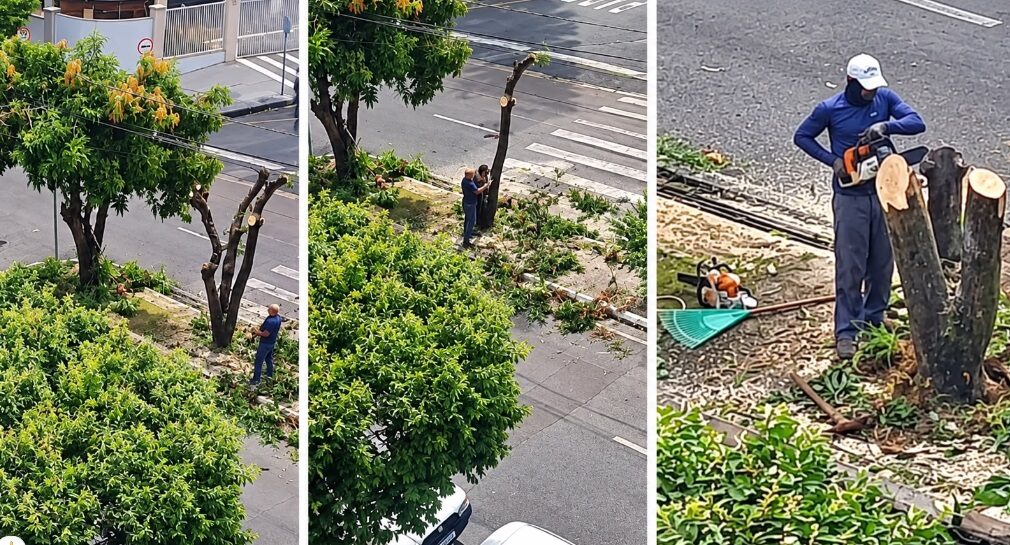 Moradora flagra “poda drástica” em avenida de Rio Preto; Prefeitura esclarece