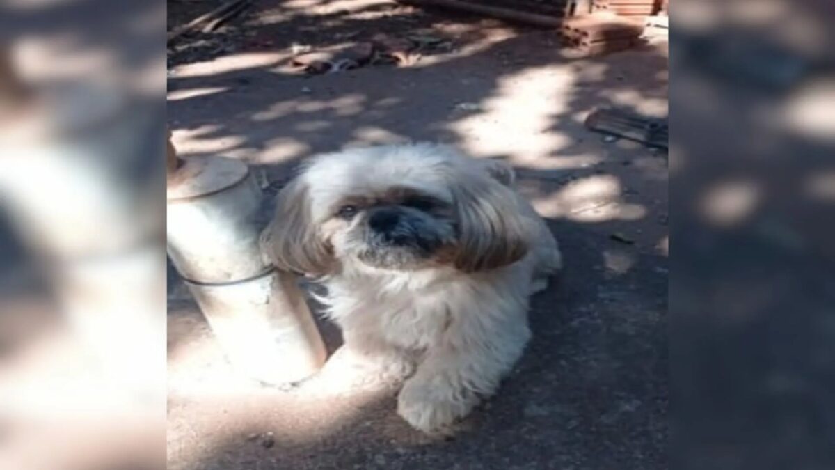 Mulher é condenada por exigir R$ 400 de tutora de Shih Tzu para devolver cão que havia desaparecido