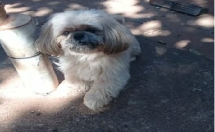 Mulher é condenada por exigir R$ 400 para devolver cachorro em Rio Preto