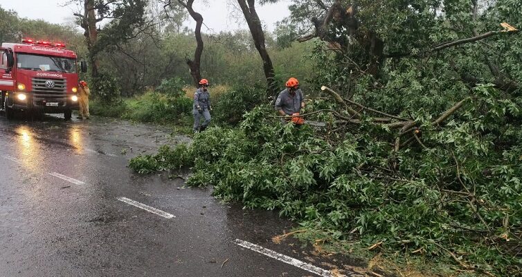 Rio Preto registra nove ocorrências de quedas de árvores após chuva