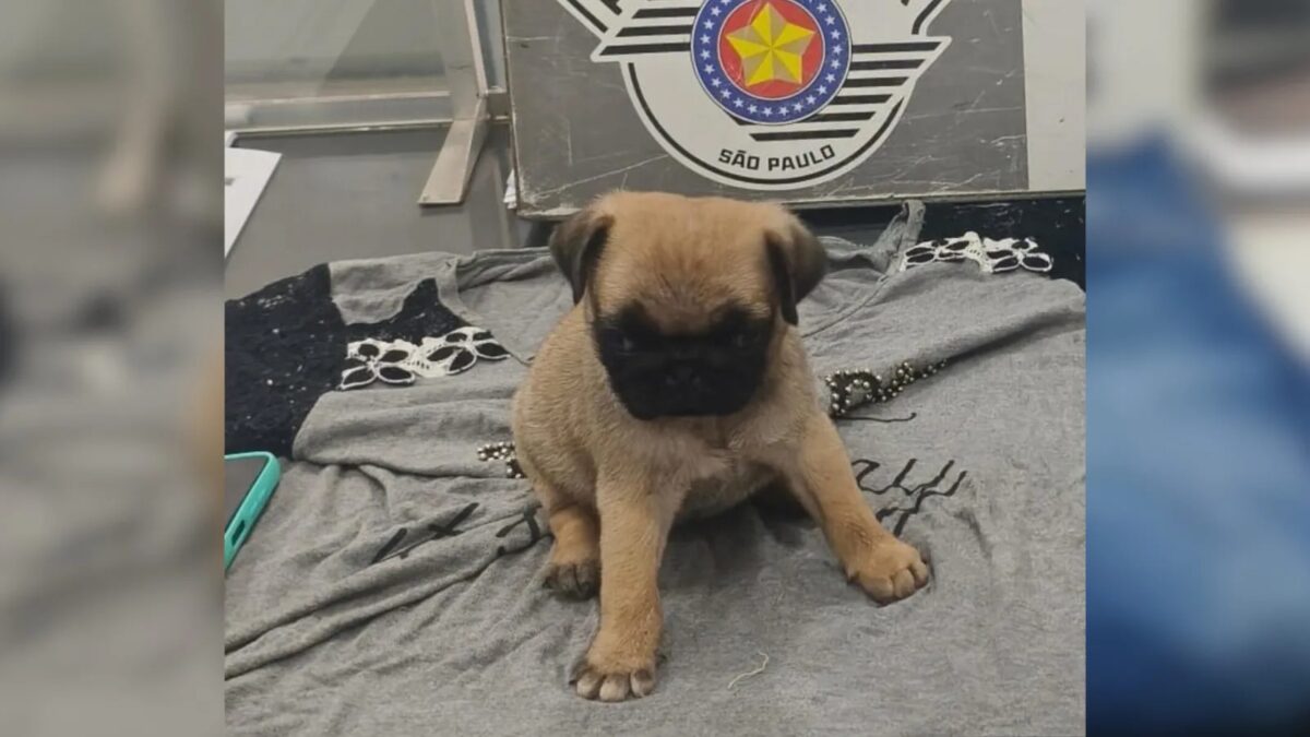 VÍDEO: mulher esconde filhote de cachorro na bolsa e furta em petshop no interior de SP
